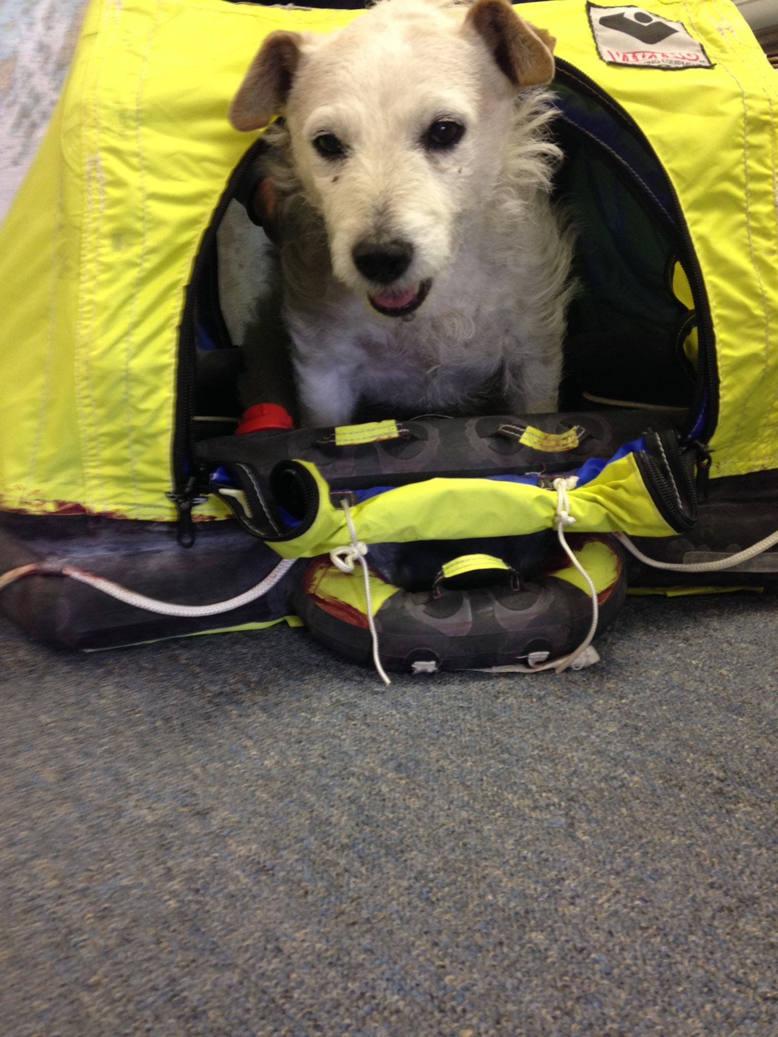 Jeff Mill Dog